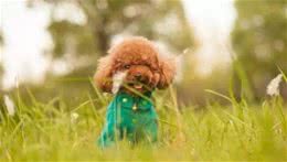 养贵宾犬的几大注意事项