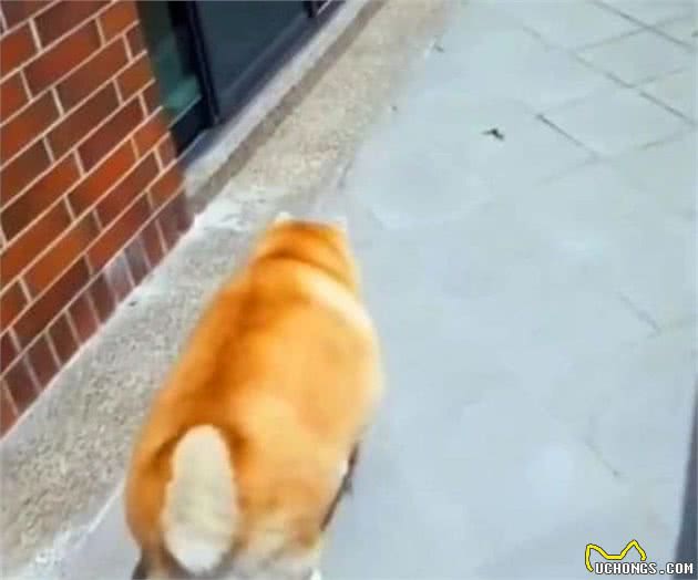 铲屎官家中柴犬肥胖成猪，主人引以为豪，但狗狗已经胖到行走困难