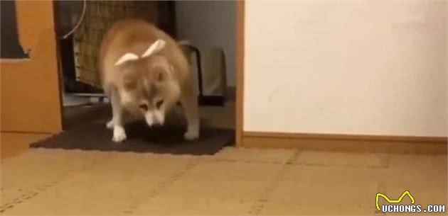 铲屎官家中柴犬肥胖成猪，主人引以为豪，但狗狗已经胖到行走困难