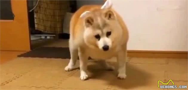 铲屎官家中柴犬肥胖成猪，主人引以为豪，但狗狗已经胖到行走困难