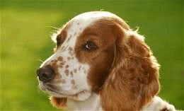 史宾格犬的训练首先要及时严厉训斥它
