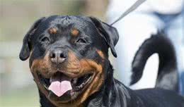 罗威纳犬的6大缺陷，网友：就算想养也不敢养