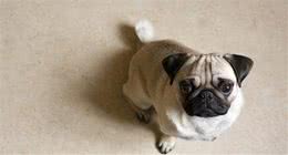 物种百科：巴哥犬