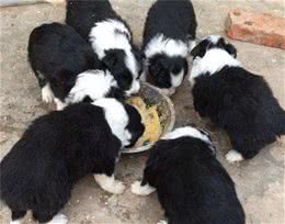 饲养狗狗的“6大误区”，要是你不知道，那就真的白养了