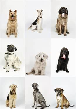 经过100年进化，这些狗狗发生惊人变化！牛头梗犬也有优雅的外型
