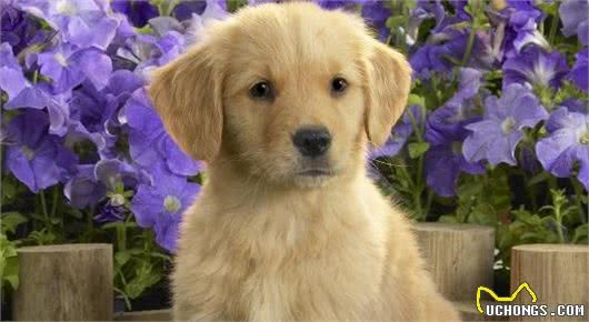 新手养狗应当如何喂犬粮，你知道吗？家里养狗必备的小常识