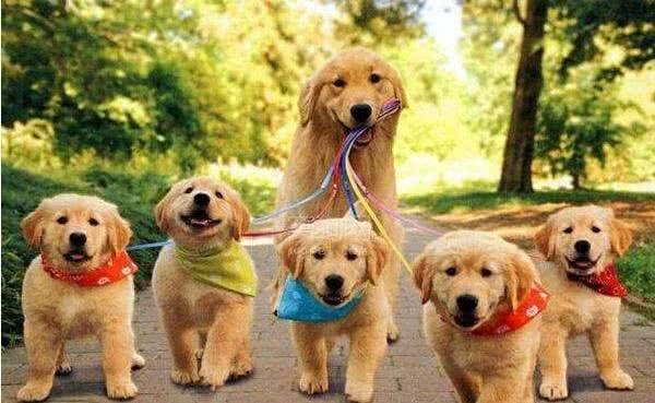 解读“金毛寻回犬”，当今社会最流行的犬种，智商排名世界前列