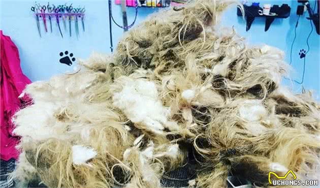 好心宠物美容师清晨为脏兮兮流浪狗剃毛，只为帮助狗狗开启新生活