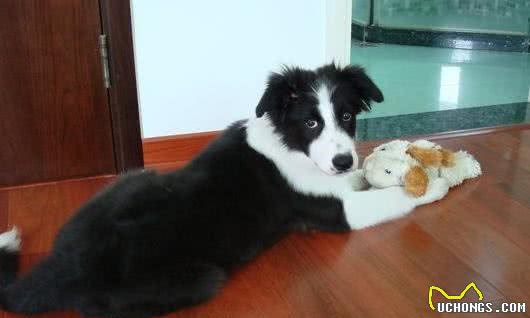 边牧犬毛发粗糙不必怕，我有护理妙招