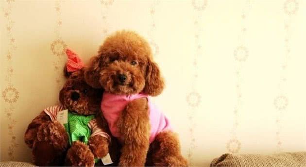 贵宾犬的一些小常识，养贵宾犬的主人知道吗？