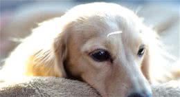 狗狗全面的年龄换算，关爱从懂得年龄开始