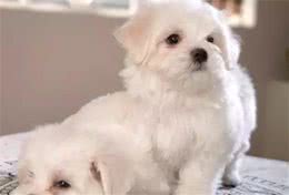 如何正确的喂犬粮，你知道吗？