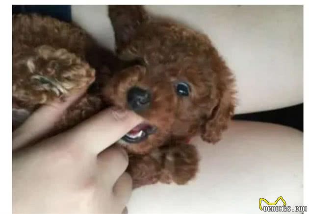 又一起狗伤人事件，为了更好地避免孩子遭受损害，主人务必要了解的