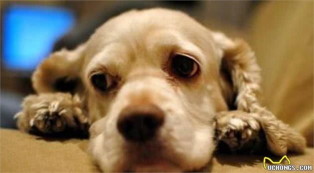 当狗狗出现这些情况后，主人千万别忽视，爱犬可能得了“传染病”