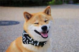 干货篇：柴犬生病的症状及护理方法