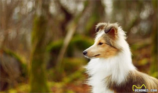 想养聪明的牧羊犬？小心被狗狗的聪明驾驭，养好牧羊犬的3个重点