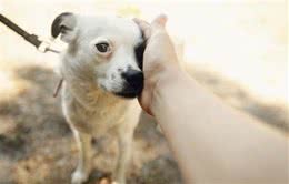 你的狗狗怯懦吗？帮助狗狗建立自信心的练习了解下