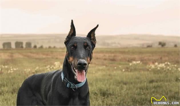 世界4种顶级护卫犬，一种被用来围剿美洲狮，一种被誉为飞天蝙蝠