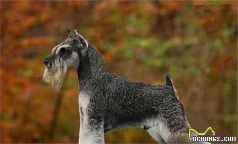 FCI的10个犬种组