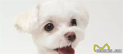 宠知识|狗狗泪痕大作战!快来眼部大保健!