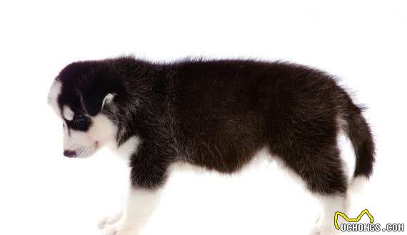 自制哈士奇犬粮有什么需要注意的？