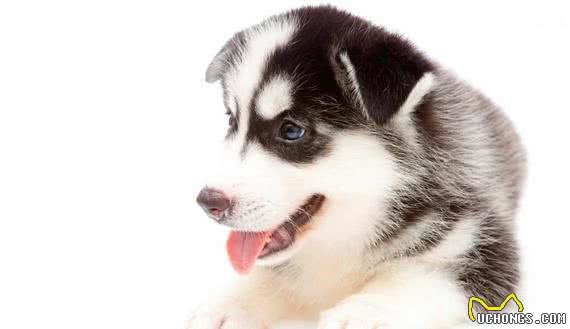 自制哈士奇犬粮有什么需要注意的？