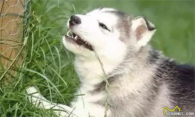 狗狗的一些常见行为代表了什么？
