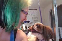 西施犬偶遇美容师，满脸惶恐：你怎么在这？强行为自己挽尊