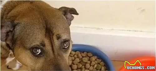 犬护食严重怎么办？学会这几个训练法，让你的狗狗更好融入家庭