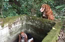 田地坑旁边坐着一只黄金猎犬，靠近一看让人感动不已！