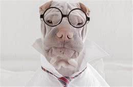 养好沙皮犬，你不可不知道的小秘密