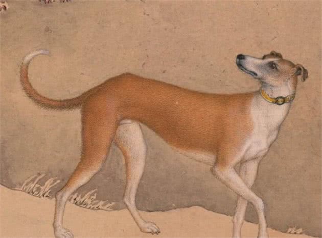 历史上的今天|郎世宁画十大骏犬十张