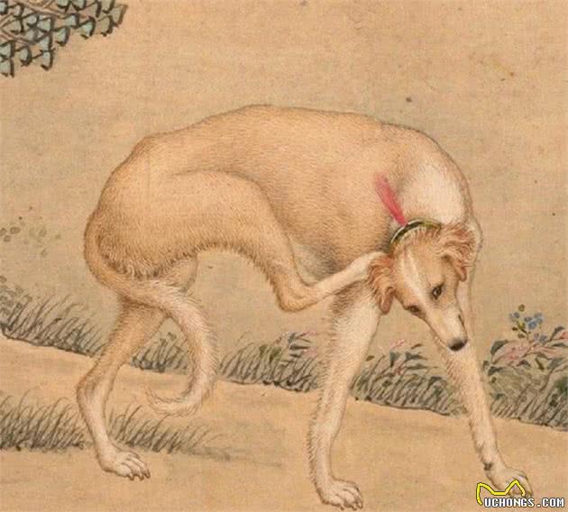 历史上的今天|郎世宁画十大骏犬十张