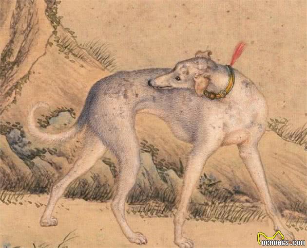 历史上的今天|郎世宁画十大骏犬十张
