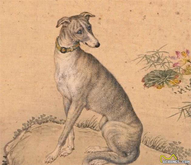 历史上的今天|郎世宁画十大骏犬十张
