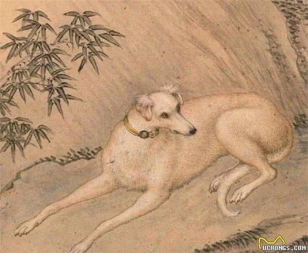 历史上的今天|郎世宁画十大骏犬十张