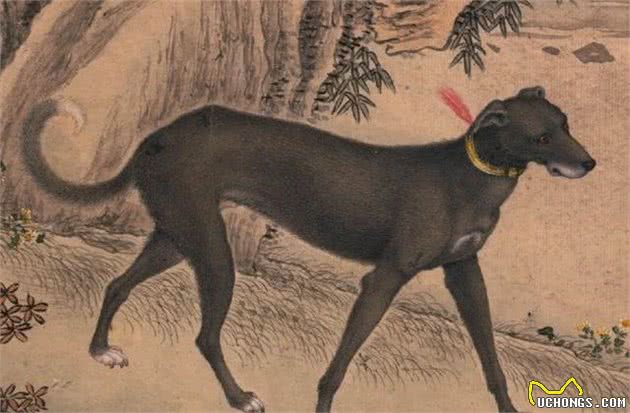 历史上的今天|郎世宁画十大骏犬十张