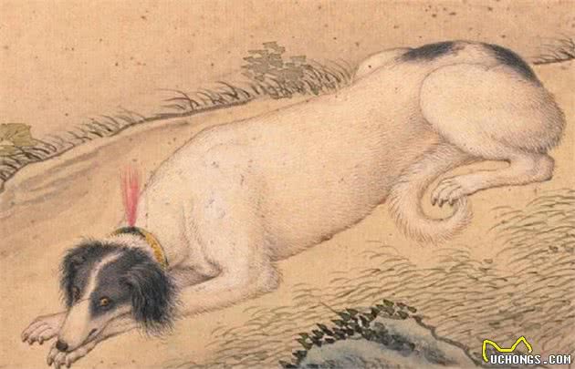 历史上的今天|郎世宁画十大骏犬十张