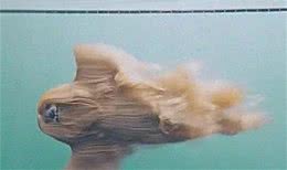 狗狗进泳池游泳，水里的样子差点没把人吓死