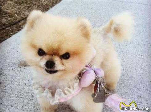 比熊犬和博美犬养哪一个好？说实话，“比熊犬”更值得饲养
