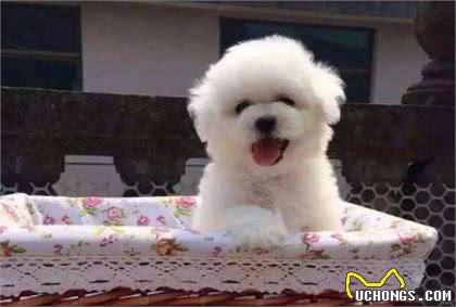 比熊犬和博美犬养哪一个好？说实话，“比熊犬”更值得饲养