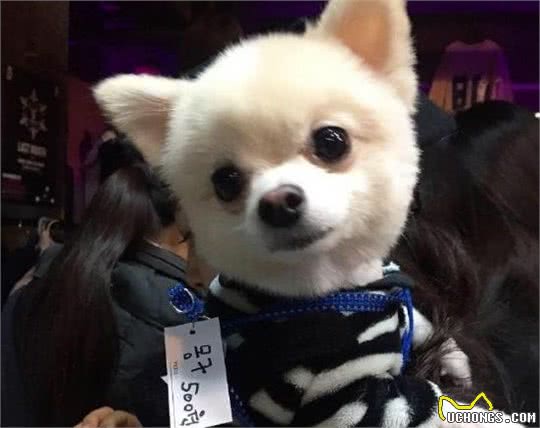 比熊犬和博美犬养哪一个好？说实话，“比熊犬”更值得饲养