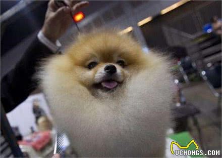 比熊犬和博美犬养哪一个好？说实话，“比熊犬”更值得饲养