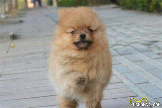 比熊犬和博美犬养哪一个好？说实话，“比熊犬”更值得饲养