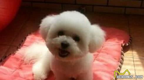 比熊犬和博美犬养哪一个好？说实话，“比熊犬”更值得饲养