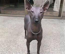 无毛犬因长相酷似雕塑走红，不可是墨西哥的特产，还智商很高