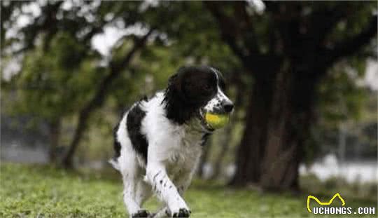 养好史宾格犬，你不可不知道的小秘密