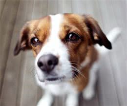 幼犬患了狗瘟热真的无药可救吗？感染狗瘟热有哪些症状呢？