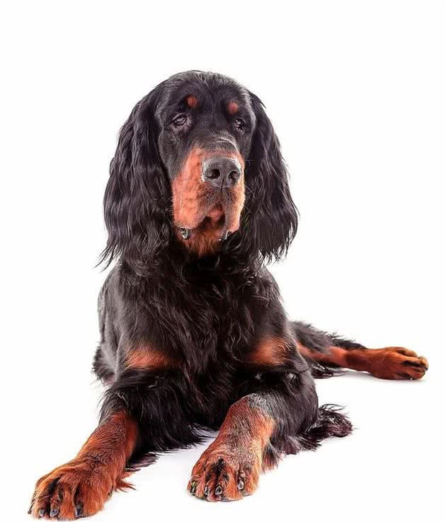 戈登蹲猎犬，一颗来自英国的闪耀黑珍珠