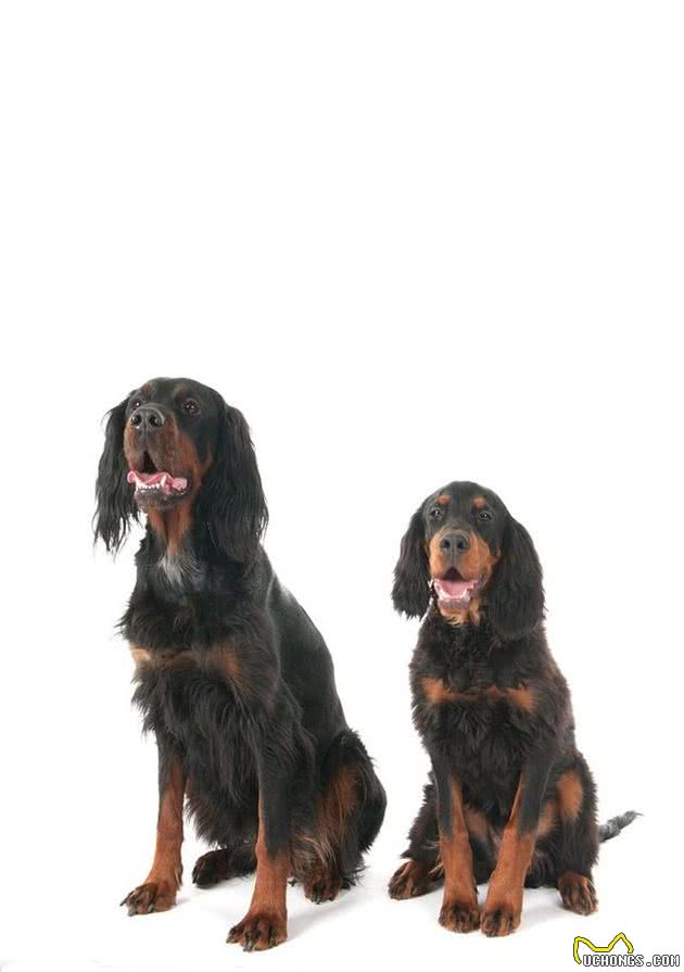 戈登蹲猎犬，一颗来自英国的闪耀黑珍珠